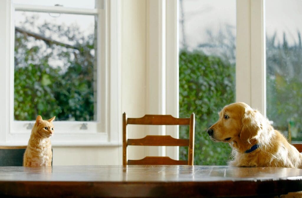 golden cat and golden retriever sitting at a table looking at one another